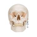 3B Scientific Numbered Classic Skull, 3 part - w/ 3B Smart Anatomy 1020165